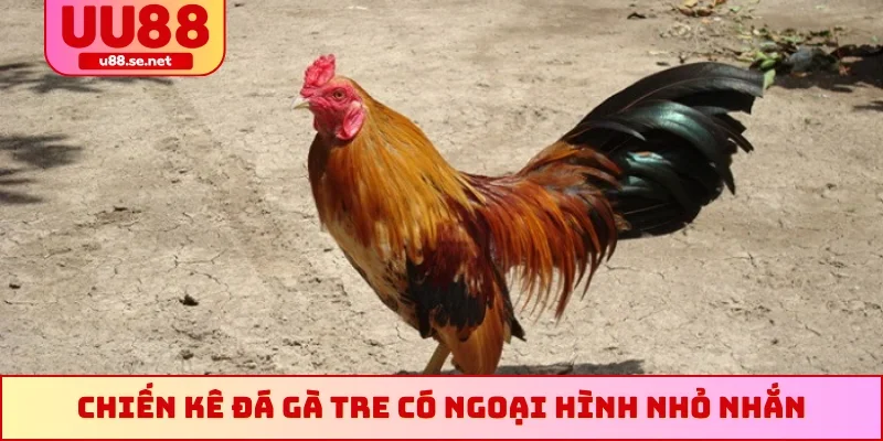 Chiến kê đá gà tre có ngoại hình nhỏ nhắn