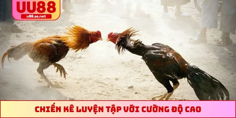 Chiến kê luyện tập với cường độ cao