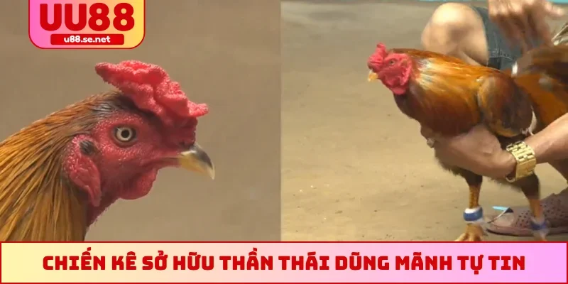 Chiến kê sở hữu thần thái dũng mãnh tự tin ra trận