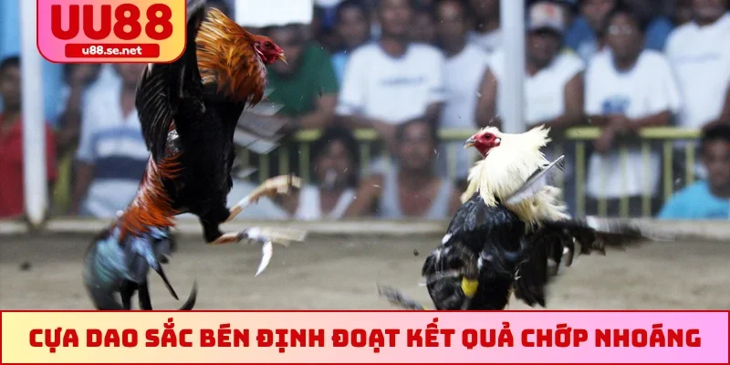 Cựa dao sắc bén định đoạt kết quả chớp nhoáng