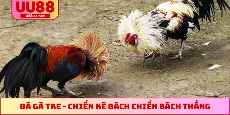 Đá gà tre