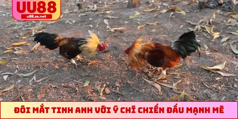 Đôi mắt tinh anh với ý chí chiến đấu mạnh mẽ