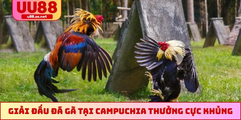 Giải đấu đá gà tại Campuchia thưởng cực khủng