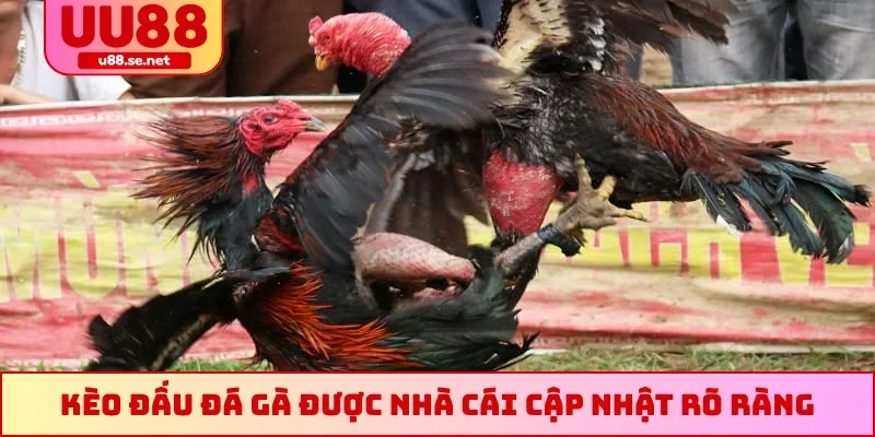 Kèo đấu đá gà được nhà cái cập nhật rõ ràng