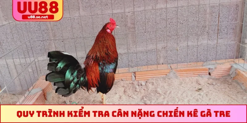 Quy trình kiểm tra cân nặng chiến kê gà tre