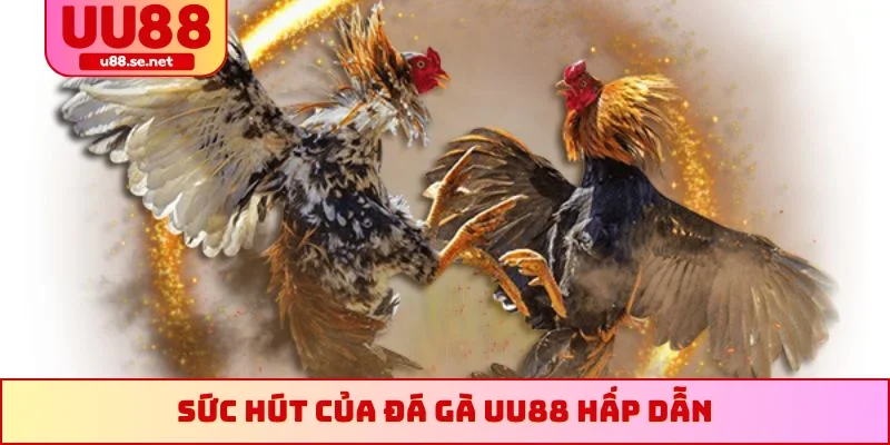 Sức hút của đá gà UU88 hấp dẫn