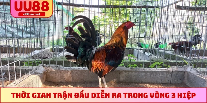 Thời gian trận đấu diễn ra trong vòng 3 hiệp